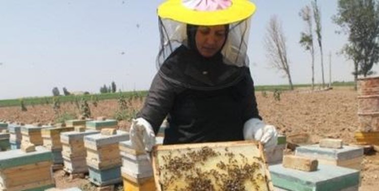 دوره آموزشی زنبورداری ویژه زنان روستایی در شمال سیستان و بلوچستان برگزار شد