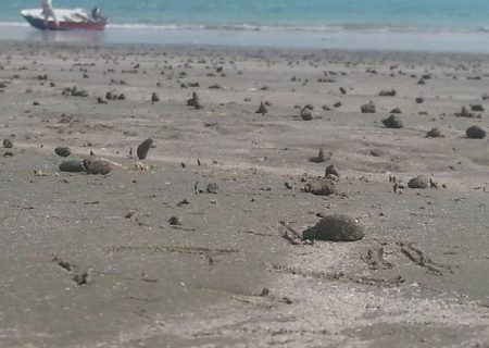 ۴۰ کیلوگرم صدف بابیلون (حلزون دریایی) در دریای عمان کشف شد