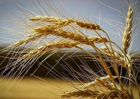 حدود ١۴ هزار هکتار گندم در سیستان و بلوچستان کشت شد