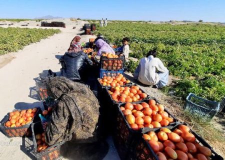 ۶٢٠ تن گوجه‌فرنگی خاش سیستان و بلوچستان به خارج از کشور صادر شد
