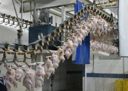 تولید بیش از ۴ هزار تن گوشت مرغ در خاش