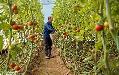 تولید چهار هزار و ۷۰۰ تن محصولات گلخانه‌ای در ایرانشهر