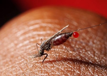 انتقال محلی مالاریا در سیستان و بلوچستان به تعداد انگشتان دست رسیده است