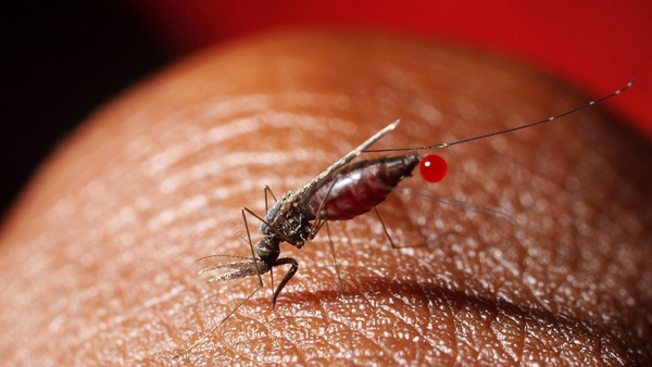 انتقال محلی مالاریا در سیستان و بلوچستان به تعداد انگشتان دست رسیده است