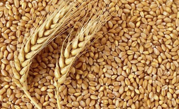 خرید گندم از مرز ۴ هزار تن در سیستان و بلوچستان گذشت‌