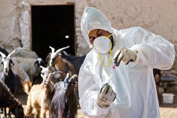 افزون‌بر ۴۵٨ هزار دام در ایرانشهر واکسینه شدند