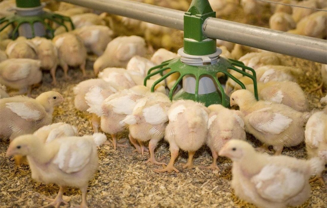 تولید گوشت مرغ در شهرستان سیب و سوران به بیش‌از ۳ هزار تن افزایش یافته است