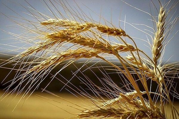 افزایش خرید گندم از کشاورزان سیستان و بلوچستان