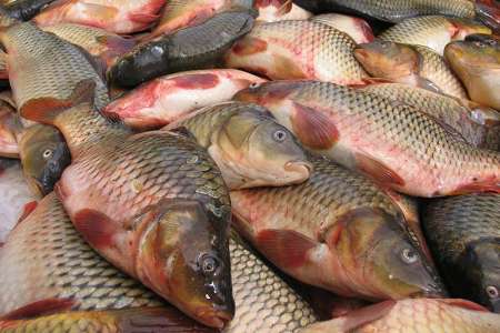 سالانه بیش‌ از ۵۰ تن ماهی در ایرانشهر تولید می‌شود