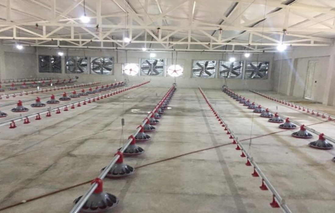 ٢۴ واحد مرغداری جدید در نیکشهر در حال ساخت است