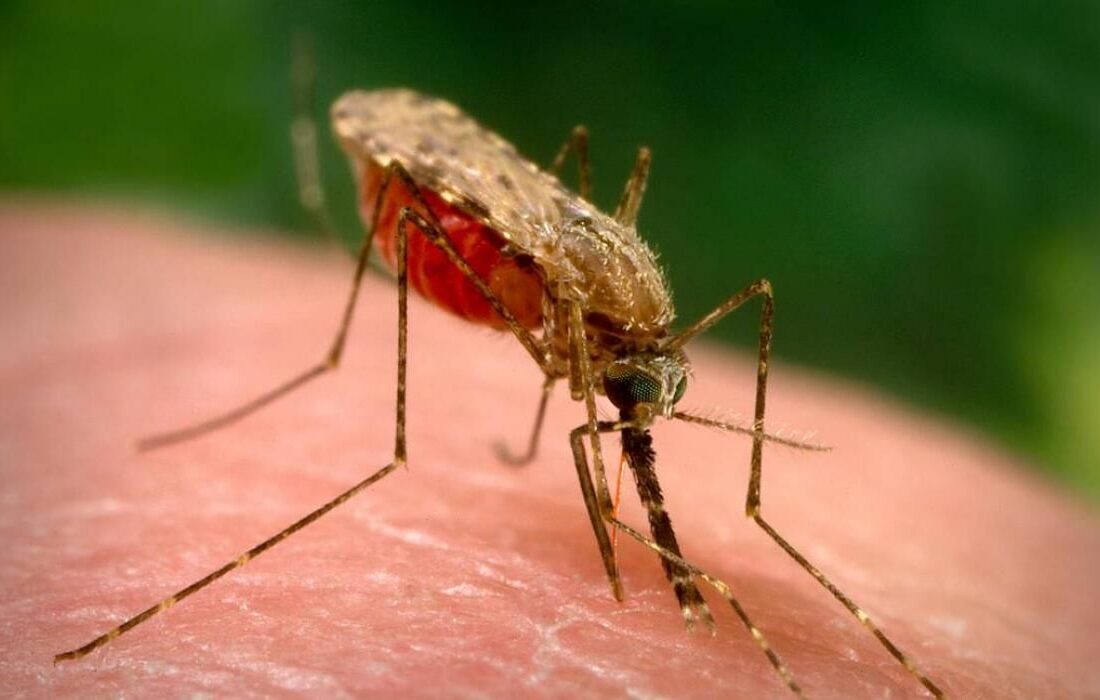 بیش‌از ۱۷۰۰ مورد مثبت مالاریا در سیستان و بلوچستان شناسایی شد