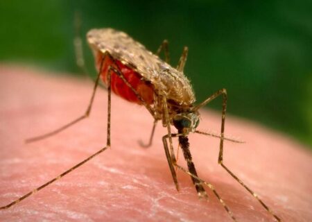 افزایش ۱۰ برابری ابتلا به مالاریا در بلوچستان/ شناسایی ۱۱۶۶ مورد ابتلا به مالاریا