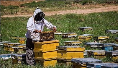 برداشت عسل از بیش از ۱۰۰۰ کندو در ایرانشهر