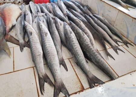صید بیش‌از ۲۰۰ گونه ماهی در سواحل مکران