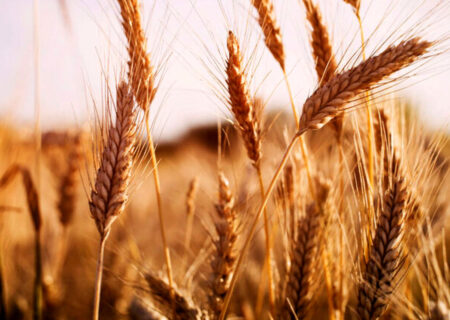 خرید تضمینی گندم سیستان و بلوچستان از فردا آغاز می‌ شود