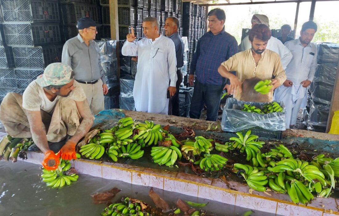 سالیانه ۱۲۰ هزار تن موز در شهرستان زرآباد روانه بازارهای داخلی می شود