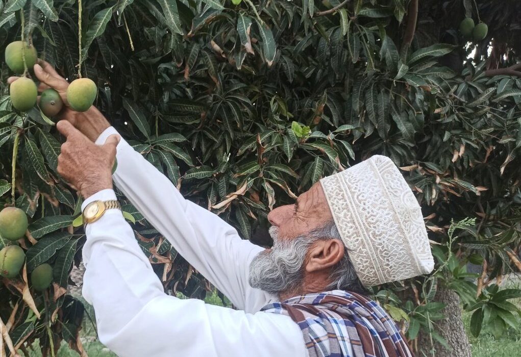 بلوچستان؛ قطب تولید سلطان میوه‌های گرمسیری