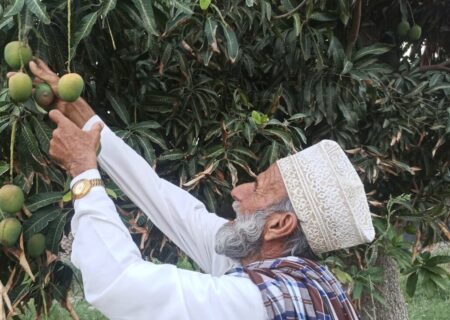 بلوچستان؛ قطب تولید سلطان میوه‌های گرمسیری