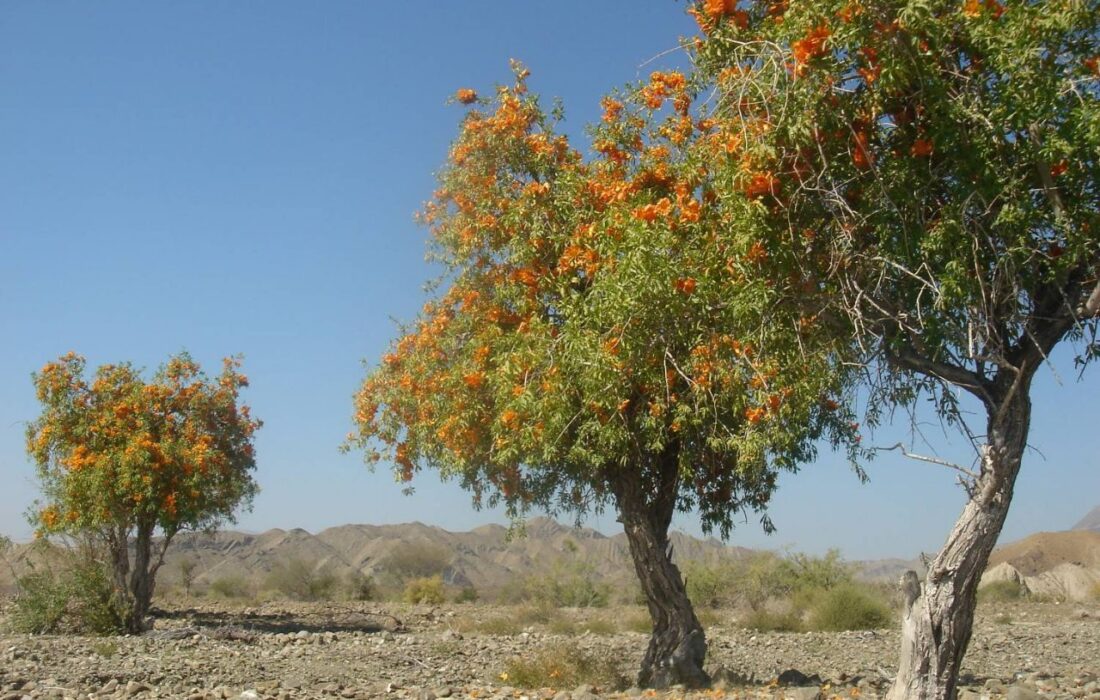 “انار شیطان” درختی در بلوچستان از خاصیت دارویی تا ساخت قُنداقِ تُفنگ