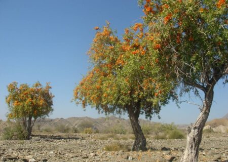 “انار شیطان” درختی در بلوچستان از خاصیت دارویی تا ساخت قُنداقِ تُفنگ