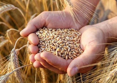 هدف گذاری سه ساله برای تبدیل راسک به قطب تولید گندم در سیستان وبلوچستان 