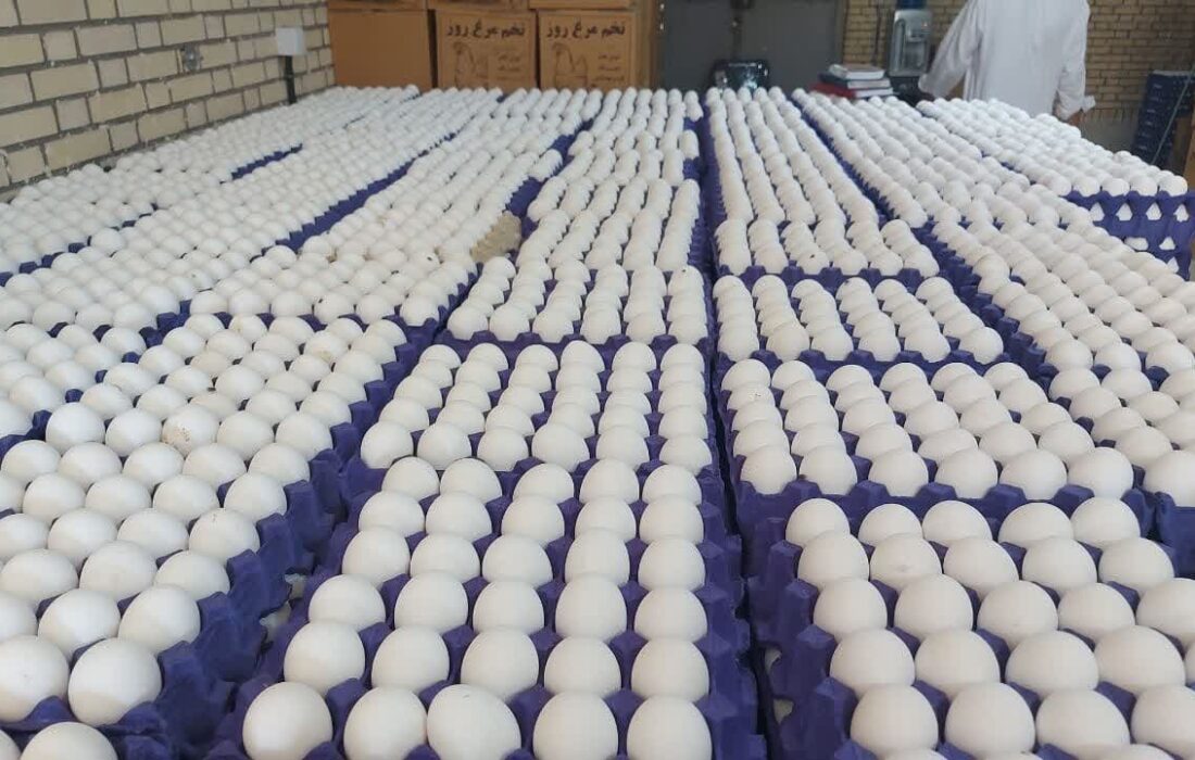 ظرفیت تولید تخم‌مرغ در سیستان و بلوچستان به ۱۱۵۲۰ تن رسید
