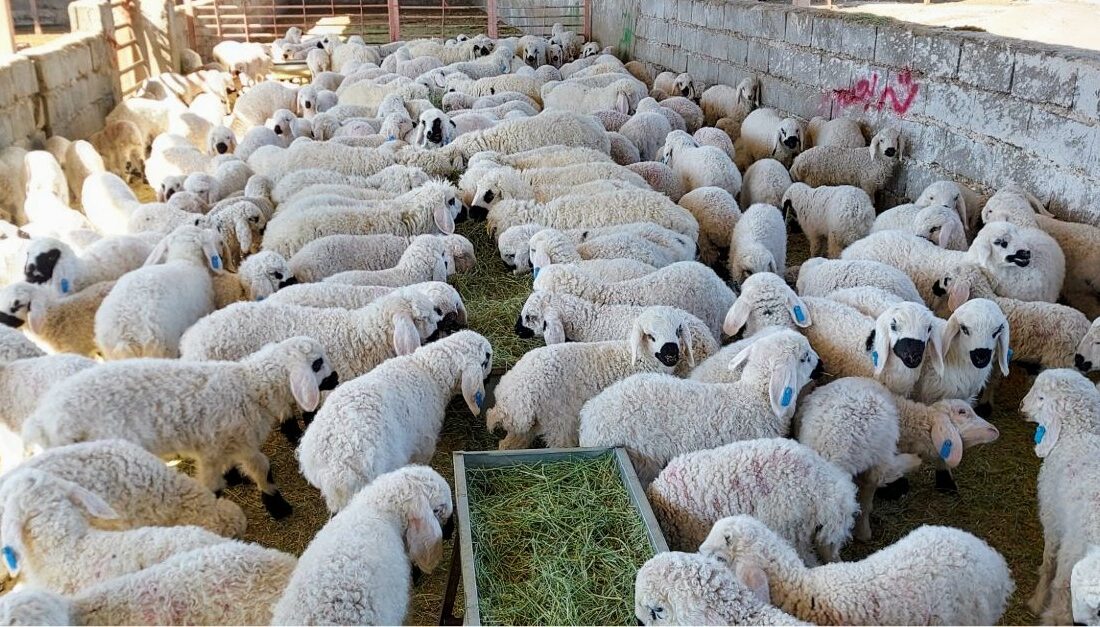 طرح تولید و خرید قراردادی  گوشت قرمز دام عشایر در سیستان و بلوچستان اجرایی شد