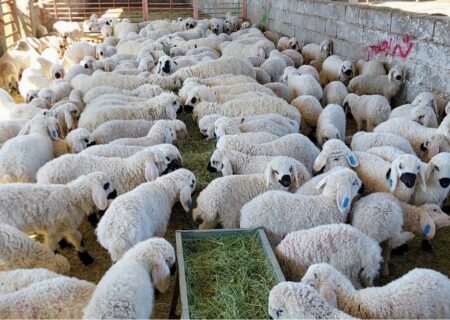 طرح تولید و خرید قراردادی  گوشت قرمز دام عشایر در سیستان و بلوچستان اجرایی شد
