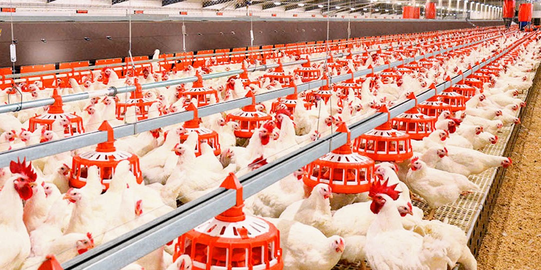 تولید بیش از ۱۳۴۰ تن گوشت مرغ در شهرستان ایرانشهر