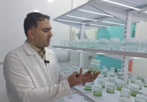 ماکرو جلبک‌ها در سواحل بلوچستان چه کاربرد و فوایدی دارند؟